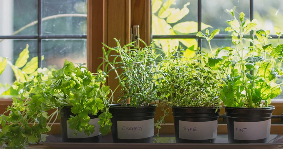 How to Grow Herbs in Your Backyard?