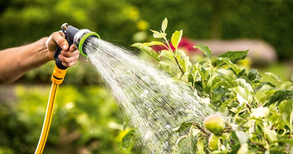 Watering and Maintenance